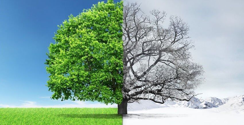 A single tree split down the middle - lush and green in summer on the left, bare and snow-covered in winter on the right
